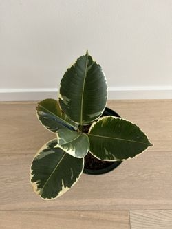 Beautiful Rubber - 8 Inch Pot 