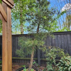 Potted Scotch Or Scots Pine Looking For Their Forever Home