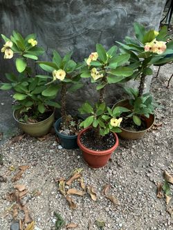 Macetas De Coronas De Cristo Muy Bonitas 