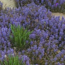Ajuga Bronze Beauty 4" pot Perennial Plant