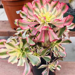 Aeonium Phantom Varigated 