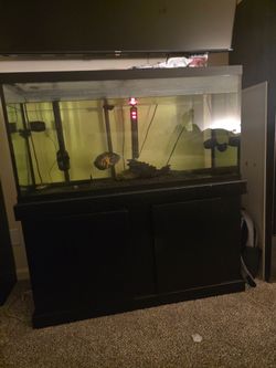 90 gallon aquarium