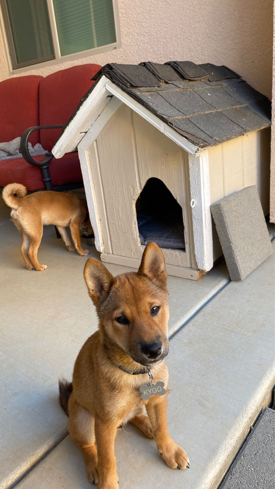 Dog house great condition