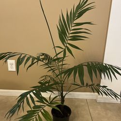 Live Pet Friendly Neanthe Bella Palm 🪴