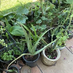 So many different types of Plants available for sale aloe Vera elephant food and more