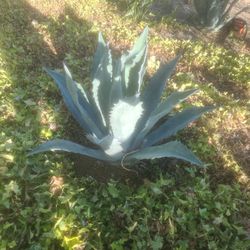 Blue  Agave