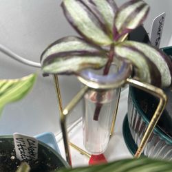 Tradescantia Zebrina Propagations