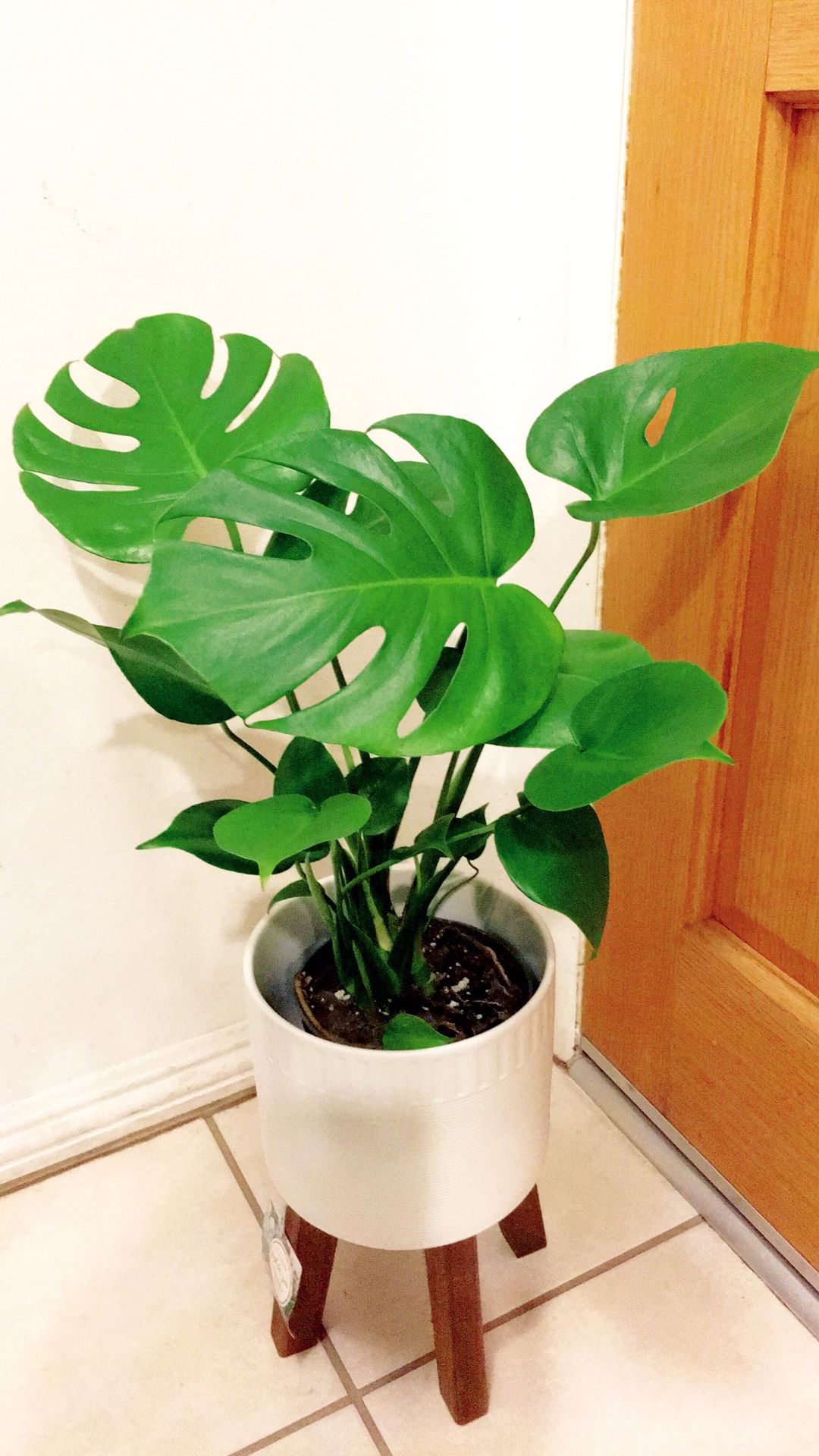 Monstera Deliciosa Plant - Indoor Plant - $15 Plant Only - PLANTER NOT INCLUDED