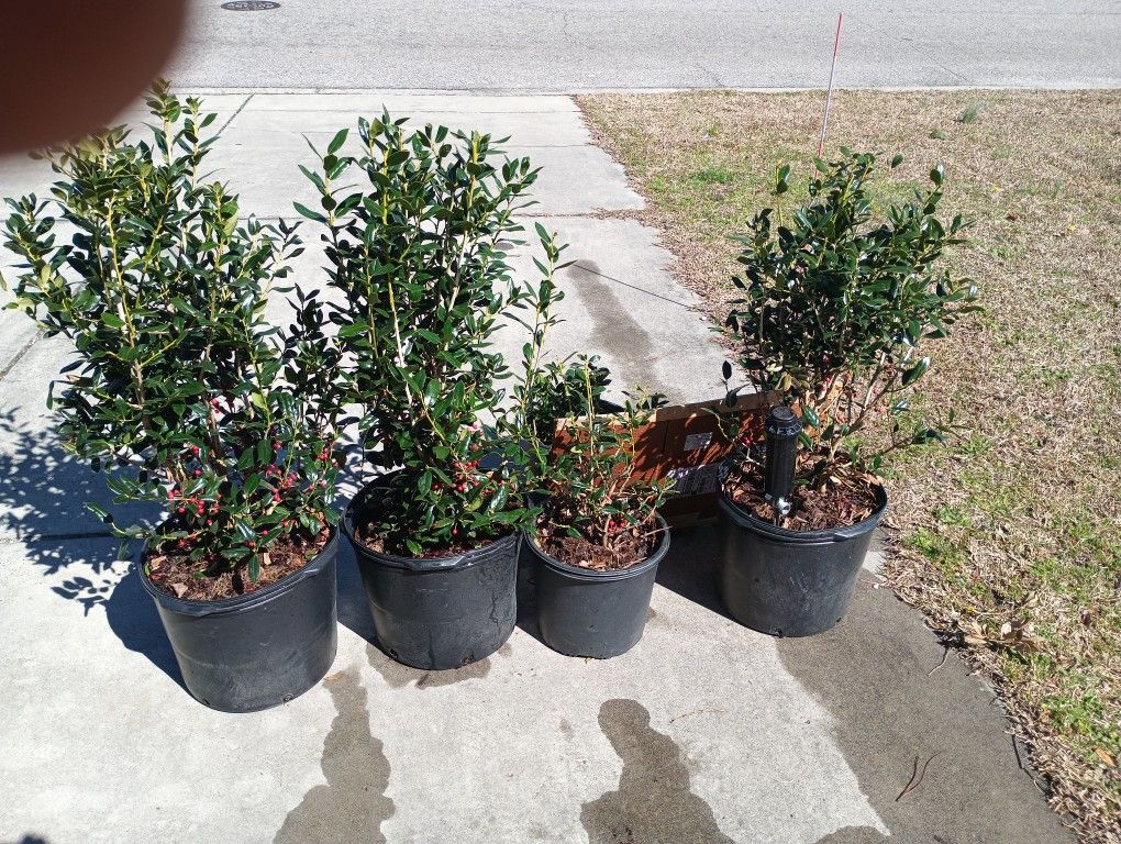 Hollies For Sale