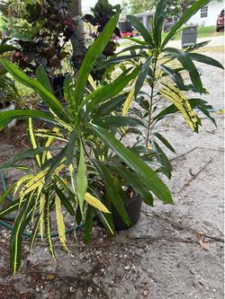 Large croton banana plant