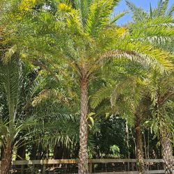 Silvester  Palms  Sale 10 Available Ask For Prices 
