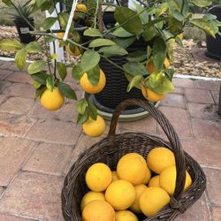 Meyer Lemon plant. It’s in bloom now. Healthy and well rooted.
