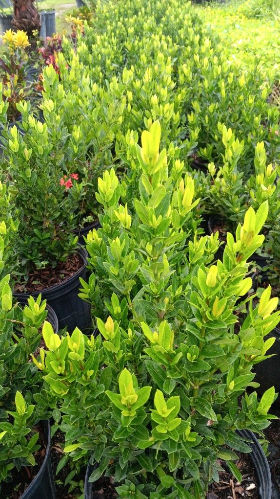 Ixora Privacy Hedges 3gl $5.50🌿🌿