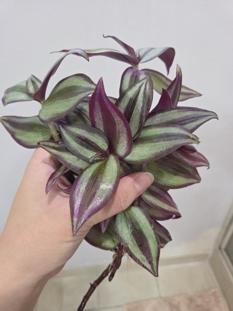 Tradescantia Zebrina Plant Cuttings
