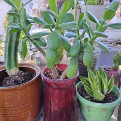 Variety of succulents & cactus plants