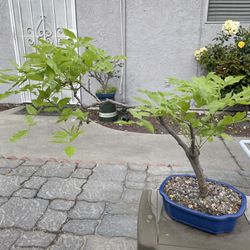 Wisteria Bonsai 