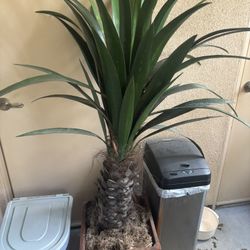 Artificial potted palm tree