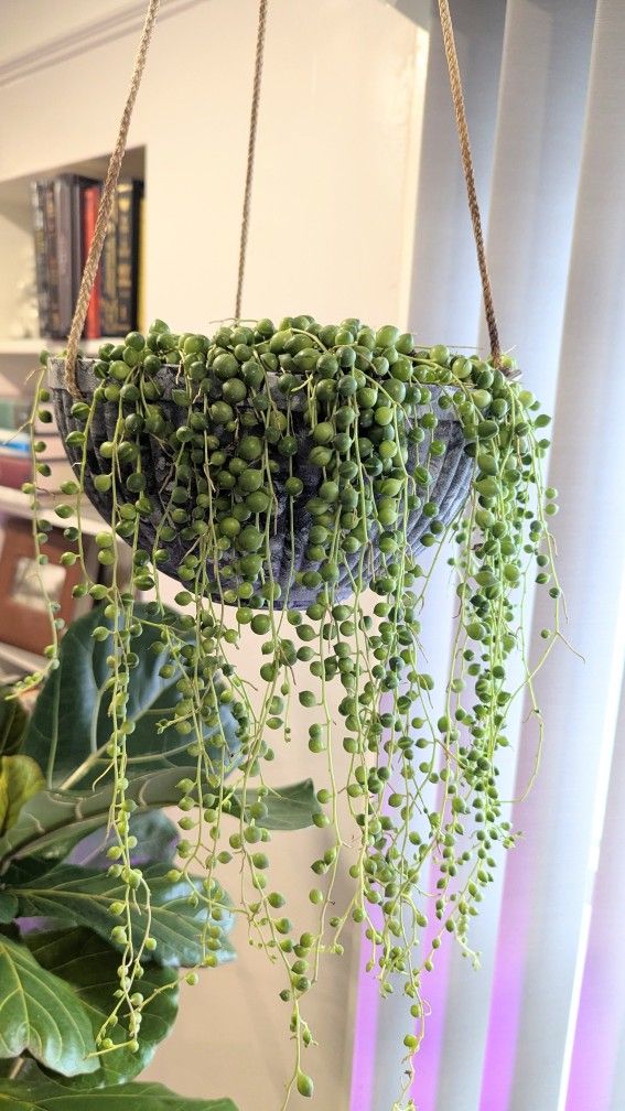 String Of Pearls Plant (6" Cuttings)