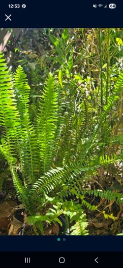 Ferns.  I have several Sizes.   4, 6 12 dollar size. Pick up