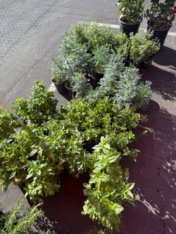 Herbs / Plantas