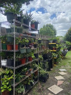 Plantas En Venta