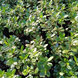 Green Island Ficus Privacy Hedge Plants 3gl 💚$6