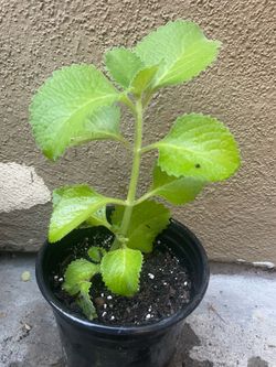 Cuban oregano