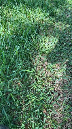 Se siguen cortando lawn
