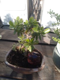 House plants 10$&20$