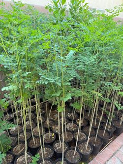 Moringa Tree /Malungay Tree/Drumsticks Tree