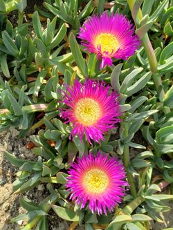 Ice Plant Carpobrotus (Sea Fig)