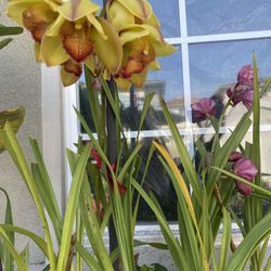 Plants & Garden Items