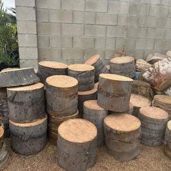 Palm Tree Stumps 