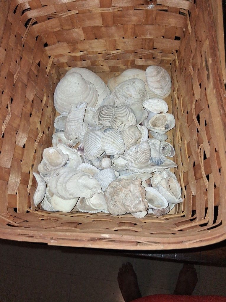 Assorted Sea Shells