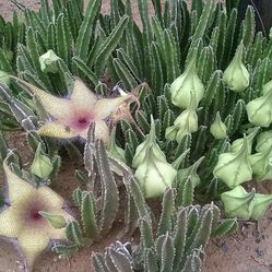 Stapelia Gigantea or Starfish Cactus Rooted  (Northridge)