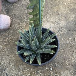 Queen Victoria Agave 