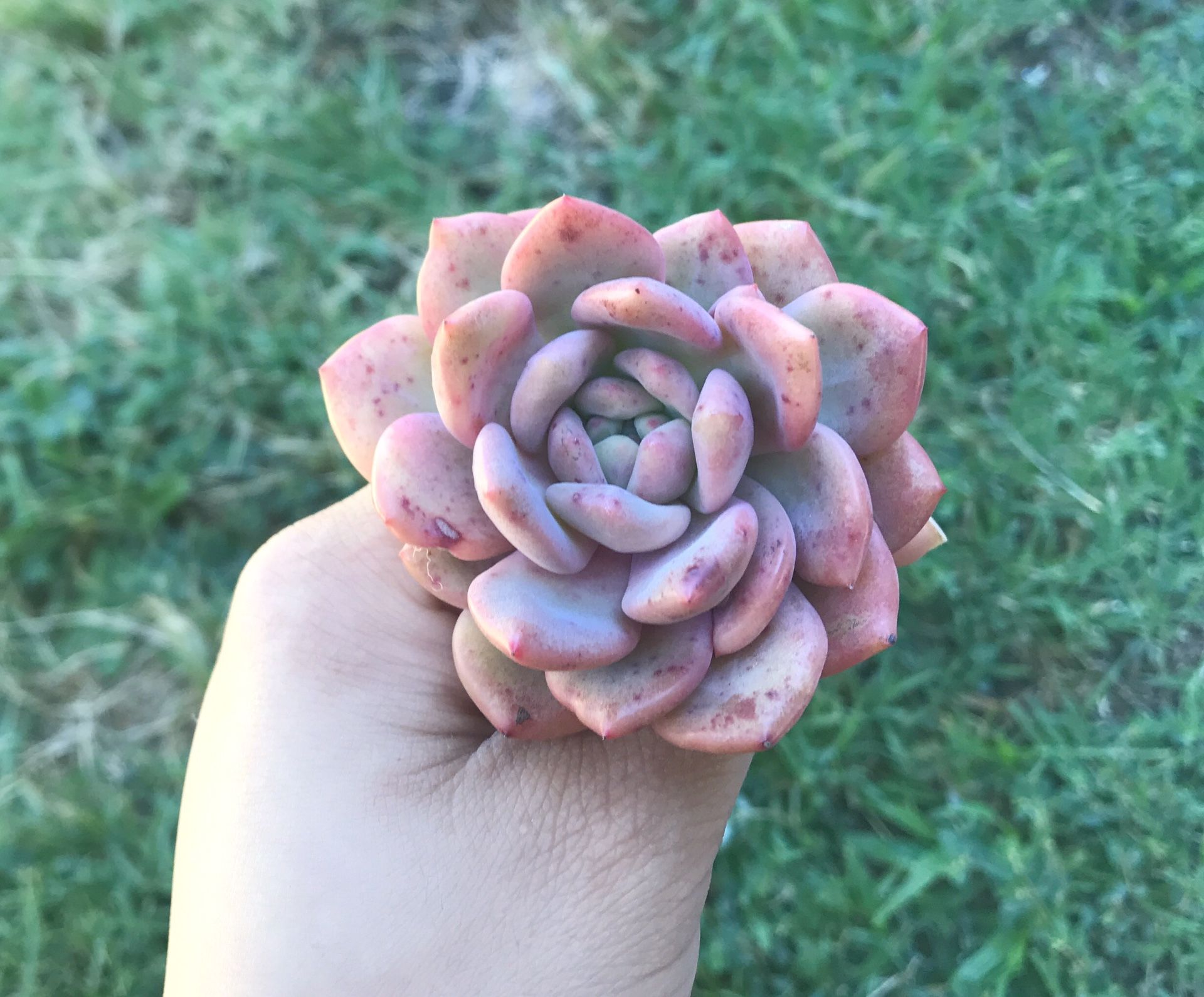 Rare Echeveria Ariel