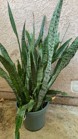 Snake Plant