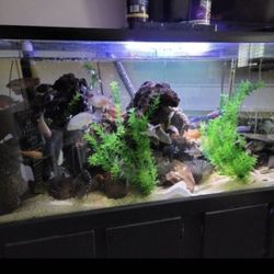 Aquarium 55 Gallons 