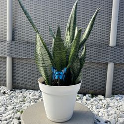 Sansevieria Zeylanica Plant - Great for Gifts! / Sansevieria Zeylanica Planta - Ideal para Regalos!