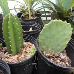 Cacti