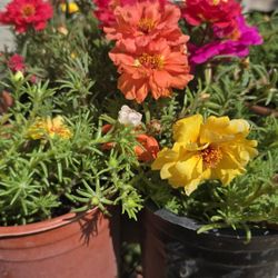 Portulaca Plants 