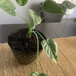 Nice plant for inside!   Please 