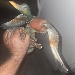Vintage duck  for decoration