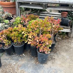 Jade Plants 