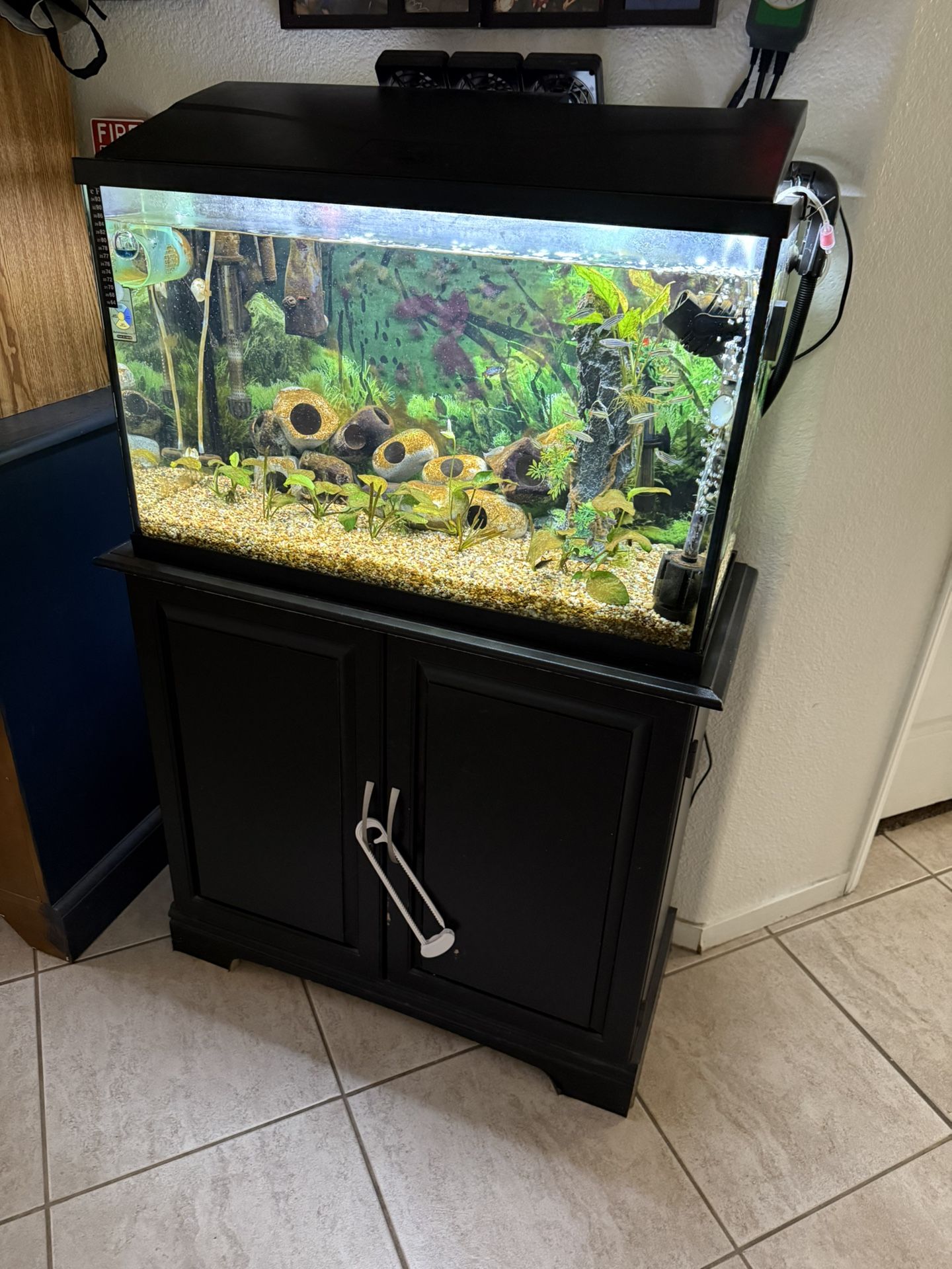 Fish Tank Setup