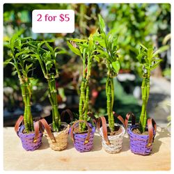 Plants (2”basket & lucky bamboo 2 for $5)