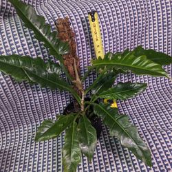 The Philodendron Jungle Boogie  W/ Handmade Moss Pole