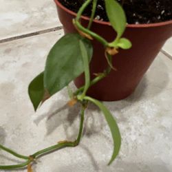 Plant