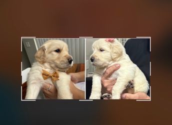 Golden retriever